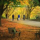 마로니에길 이미지