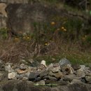 석남사석탑 | 경기도 안성 가볼만한곳 드라마 도깨비 촬영지 석남사 추천