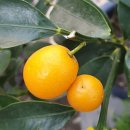 광령귤나무 이미지