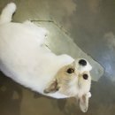 다독(Da Dog) 이미지