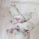 꿀베리하우스 이미지