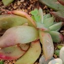 마리아농장 이미지