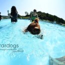 스타독스 이미지