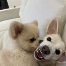더블유팜