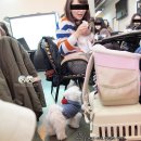 별리농장 | 반려견과 함께하는 Cesar Happy Christmas! (시저 크리스마스파티,까페포우즈,펫아로마테라피)