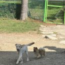 포천새벽종수영장애견계곡펜션