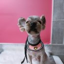 위드독스샵 이미지