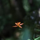 카바티나 이미지