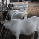 까치목장 이미지