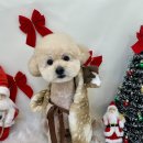 화사하개 이미지