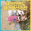 밧개플레이스2 | 강아지와 여행준비 태안안면도 애견전용펜션 BEST5