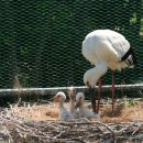 황새가족과 황새알 이미지