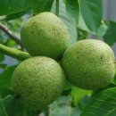 상촌시장 이미지