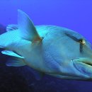 못된강아지 이미지