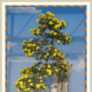 김삿갓로 이미지