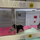 댕댕프렌즈 | 🐾 부천강아지분양 고민 중이라면, ‘댕댕프렌즈 강아지분양 부천점’ 감성 충만 방문 후기