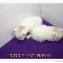 고명농장 이미지