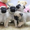 상콤 발랄 헬로퍼피 이미지