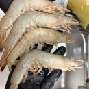 배암들 | 태안래아수산 자망배 암대하 후기