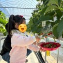 원 농장 | 원주 [원딸기농원] 4살 아이랑 딸기농장 체험 후기
