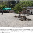 죽염(竹鹽)의 탄생...(자동재생) 이미지