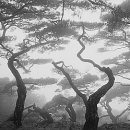 소나무풍경 이미지