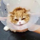 고양이이발관 송도점 | 고양이 미용 4.5개월 후 다시 털민 후기(내돈내산)