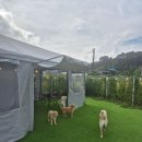 호텔가온골든파크 | 주말에 반려견이랑 힐링 / 이천 애견 카페 &amp; 이천 애견 호텔 골든파크 방문 후기