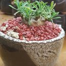화조화분 이미지