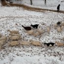 영기목장 이미지