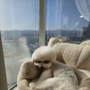 히포코코 이미지