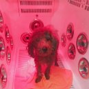 진이애견 이미지