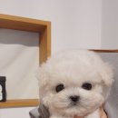 켄넬203 말티푸분양, 미니비숑분양 네이버블로그