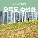 오륙도 | 부산 오륙도 수선화 스카이워크 봄꽃놀이 후기