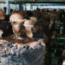 농업회사법인 더 팸팜 이미지