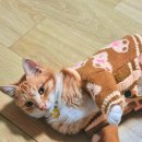 진주꾸미 | 품절대란인 다이소 2월 신상, 펫 진주목걸이 내돈내산 후기