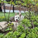 오쿨리펜션 이미지