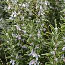 로즈마리 정원 이미지