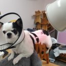 한양한방동물병원 이미지