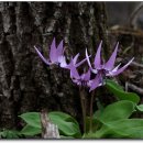 들꽃나라 이미지