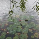 호수의아침 이미지