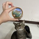 비타릴리스 이미지