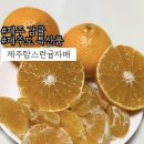 자매농장 | 제주 감귤:: 제주도에서 제일 맛있는 제주탐스런귤자매 황금향 솔직후기
