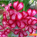 해피맥스 이미지