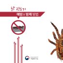 전파닭