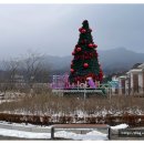 보어염소천국 | 설날에 꽃길만 걷자! 설연휴 가볼만한곳 가평베고니아새정원에서 인생샷 백만 장 남긴 후기