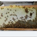 백운산 청정골 ,2013년도, 밤꿀, 산야초 익은꿀, 아카시아 꿀 , 야생화 꿀 , 익은 ＜숙성＞ 꿀 ,판매합니다. 이미지