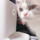 베리캣 | 왓도그캣 무료 펫선물 이벤트 7회차 후기💝 | 바램펫 밀리 자동급식기 솔직 사용 후기