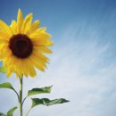 해바라기문고 이미지