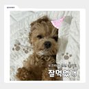 강아지 생일케이크 9cm 주문제작 간식세끼 잘먹었개 내돈내산 구매 후기